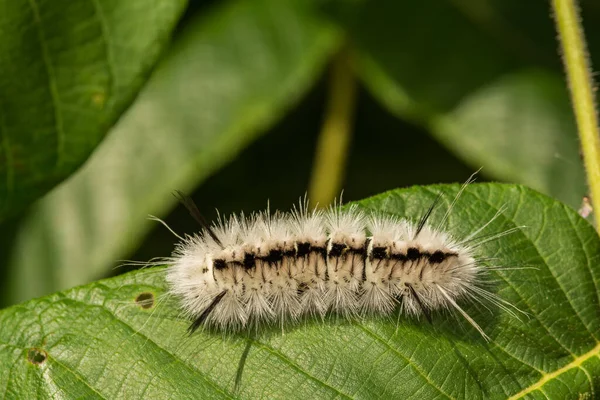 Hickory Tussock Moth Caterpillar Lophocampa Caryae — Foto de Stock