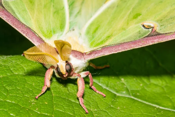 Moth Luny Actias Luna — Zdjęcie stockowe