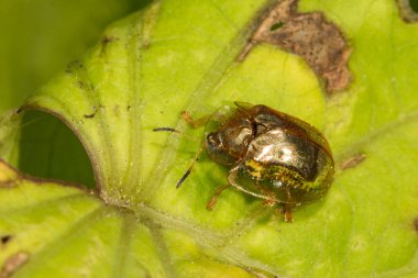 Altın Kaplumbağa Böceği Charidotella sexpunctata