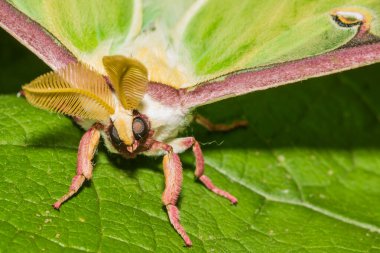 The Luna Moth - Actias luna