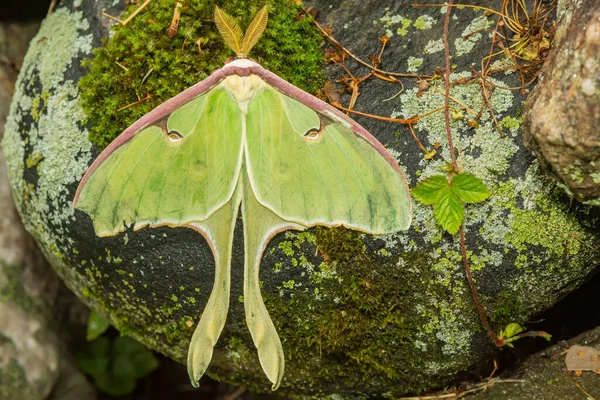 Luna Moth Actias Luna — Stok fotoğraf