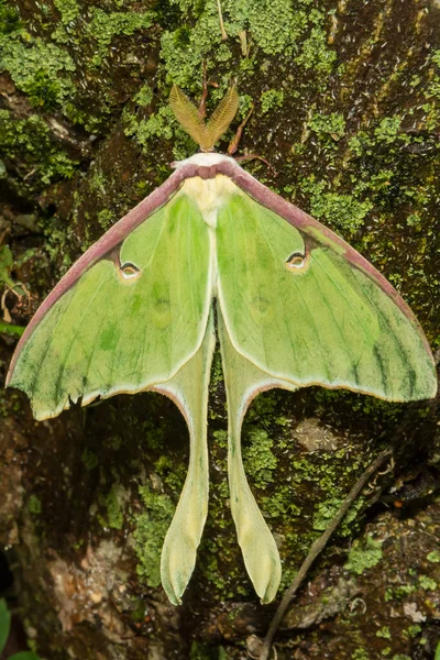 Moth Luna Actias Luna — Zdjęcie stockowe