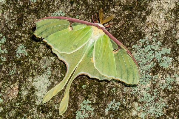 Luna Moth Actias Luna — Stok fotoğraf