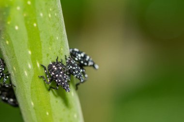 Benekli Lanternfly Nymph - Lycorma leziz