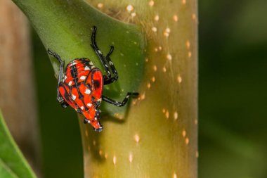 Benekli Lanternfly Nymph - Lycorma leziz