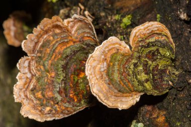 Sahte Türkiye Kuyruk Mantarı - Stereum ostrea