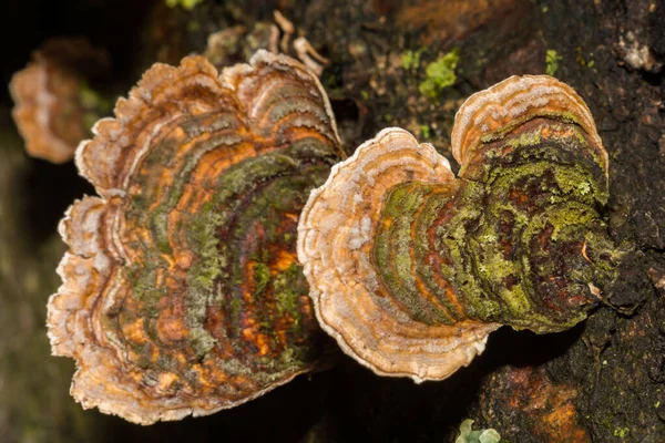 Sahte Türkiye Kuyruk Mantarı - Stereum ostrea