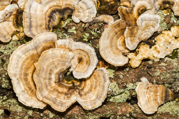 Ochre Bracket Fungi Trametes Ochracea — Stock Photo, Image