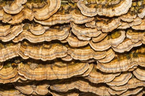Turkey Tail Fungi Trametes Versicolor Φωτογραφία Αρχείου