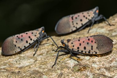 Spotted Lanternfly - Lycorma delicatula