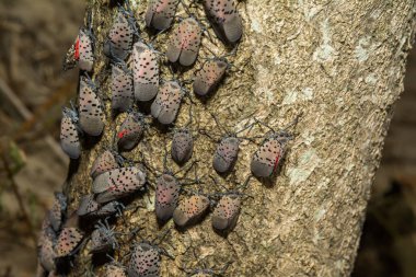 Spotted Lanternfly - Lycorma delicatula
