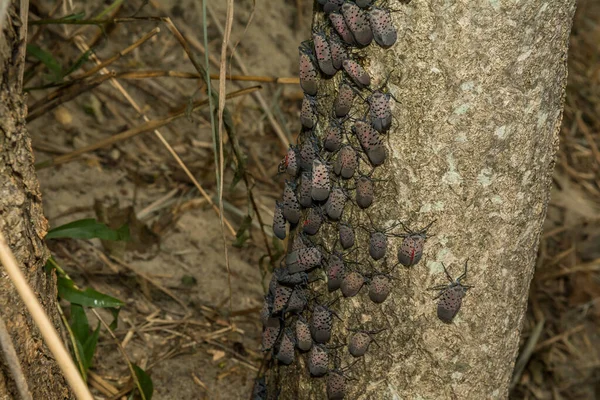 Spotted Lanternfly Lycorma Delicatula — 스톡 사진