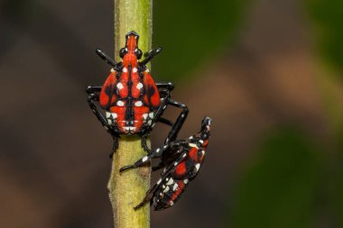 Spotted Lanternfly - Lycorma delicatula