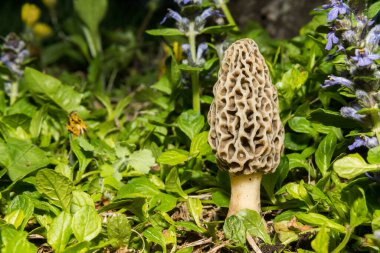 Beyaz Ahlak - Morchella Americana