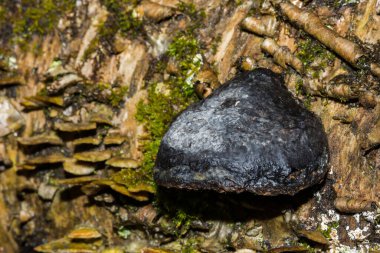 Kral Alfred 'in Pastaları - Daldinia Konsantrasyonu