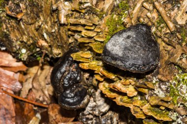 Kral Alfred 'in Pastaları - Daldinia Konsantrasyonu