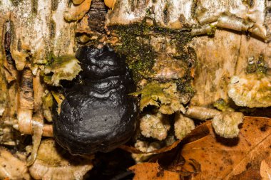 Kral Alfred 'in Pastaları - Daldinia Konsantrasyonu