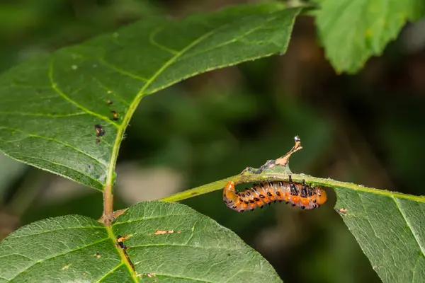 Larvas Ivy Sawfly Venenosas Arge Humeralis — Fotografia de Stock