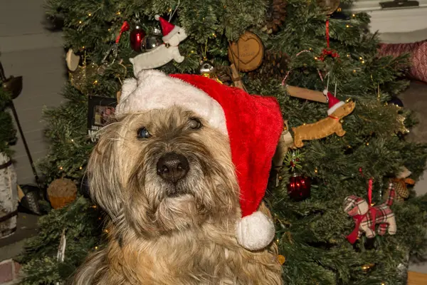 Korejský Ovčácký Pes Slaví Vánoce — Stock fotografie