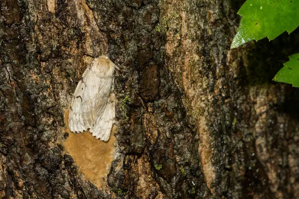 Spongy Moth Laying Egg Mass Lymantria Dispar — Stock Photo, Image