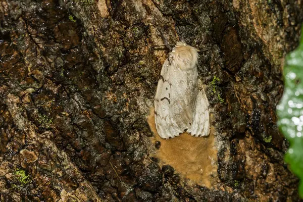 Spongy Moth Laying Egg Mass Lymantria Dispar — стоковое фото