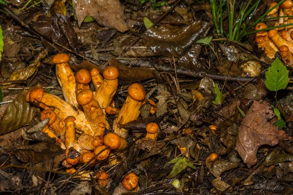东方杰克 灯笼蘑菇 Omphalotus迷幻症 — 图库照片