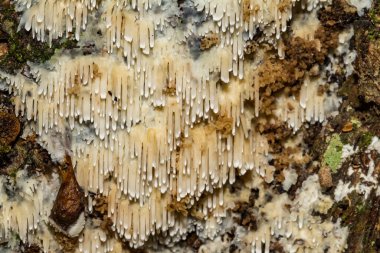 Asya Güzeli - Radulodon Copelandii