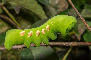 Pandora Sfenks Tırtıl - Eumorpha pandorus