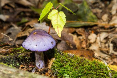 Viscid Violet Cort - Cortinarius iyotları