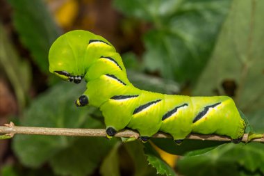 Laurel Sphinx Tırtıl - Sfenks Kalmiae