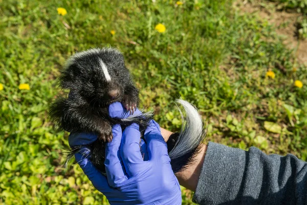 An Animal Control Officer inspecting a Striped Skunk Kit for illness and injury.