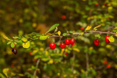 Japon Berberi - Berberis thunbergii