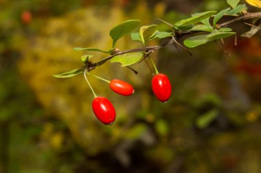 Japon Berberi - Berberis thunbergii