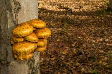 Altın Neşter - Pholiota aurivella