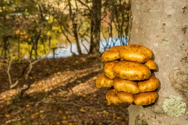 Altın Neşter - Pholiota aurivella