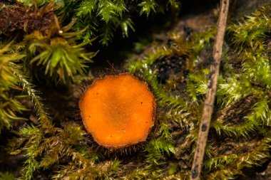 Genel Kirpik Kupası - Scutellinia scutellata