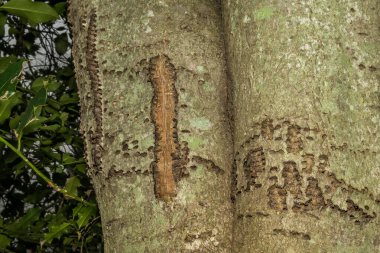 Sarı karınlı Sapsucker Ağacı Hasarı