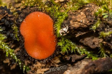 Genel Kirpik Kupası - Scutellinia scutellata