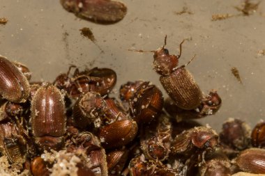 Eczane Böceği - Stegobium paniklemesi