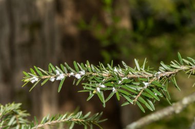 Hemlock Woolly Adelgid - Adelges tsugae