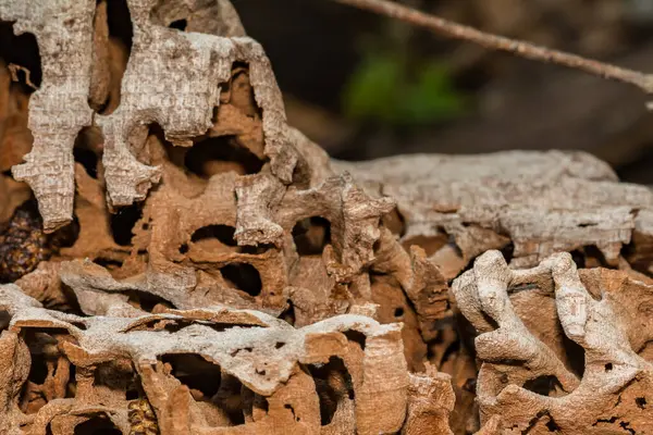 stock image Carpenter Ant Galleries in a fallen tree