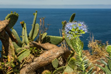Madeira 'nın Gururu - Echium adayları
