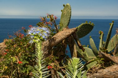 Madeira 'nın Gururu - Echium adayları