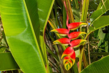 Asılı Istakoz Pençesi - Heliconia rostrata