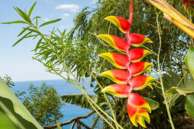 Hanging Lobster Claw - Heliconia rostrata clipart