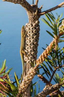 Madeiran Duvar Kertenkelesi - Teira Dugesii