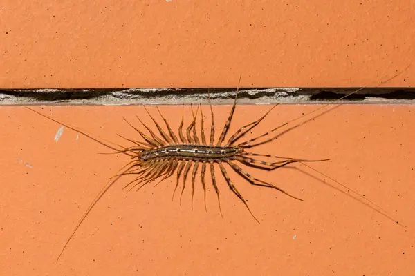 stock image House Centipede - Scutigera coleoptrata