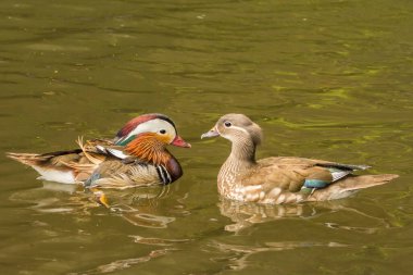 Mandarin Ördekleri - Aix galericulata