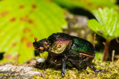 Gökkuşağı Scarab - Phanaeus vindex