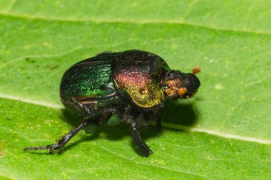 Rainbow Scarab - Phanaeus vindex clipart